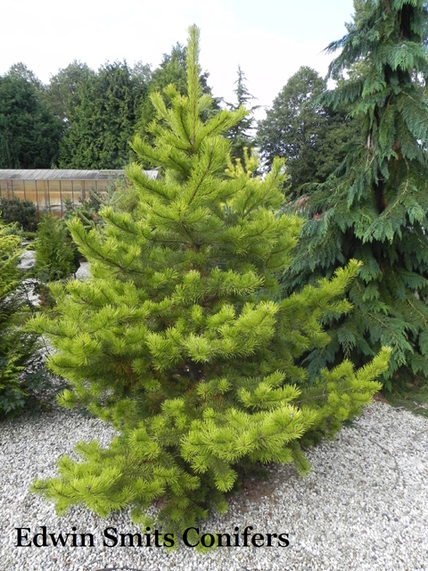 Pinus contorta 'Anna Aurea'
